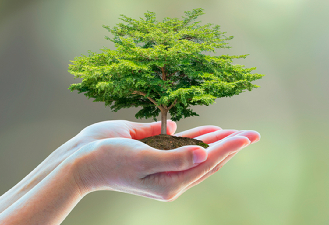 medio-ambiente?