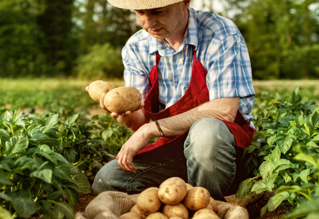 ¿Qué son los Alimentos Orgánicos?